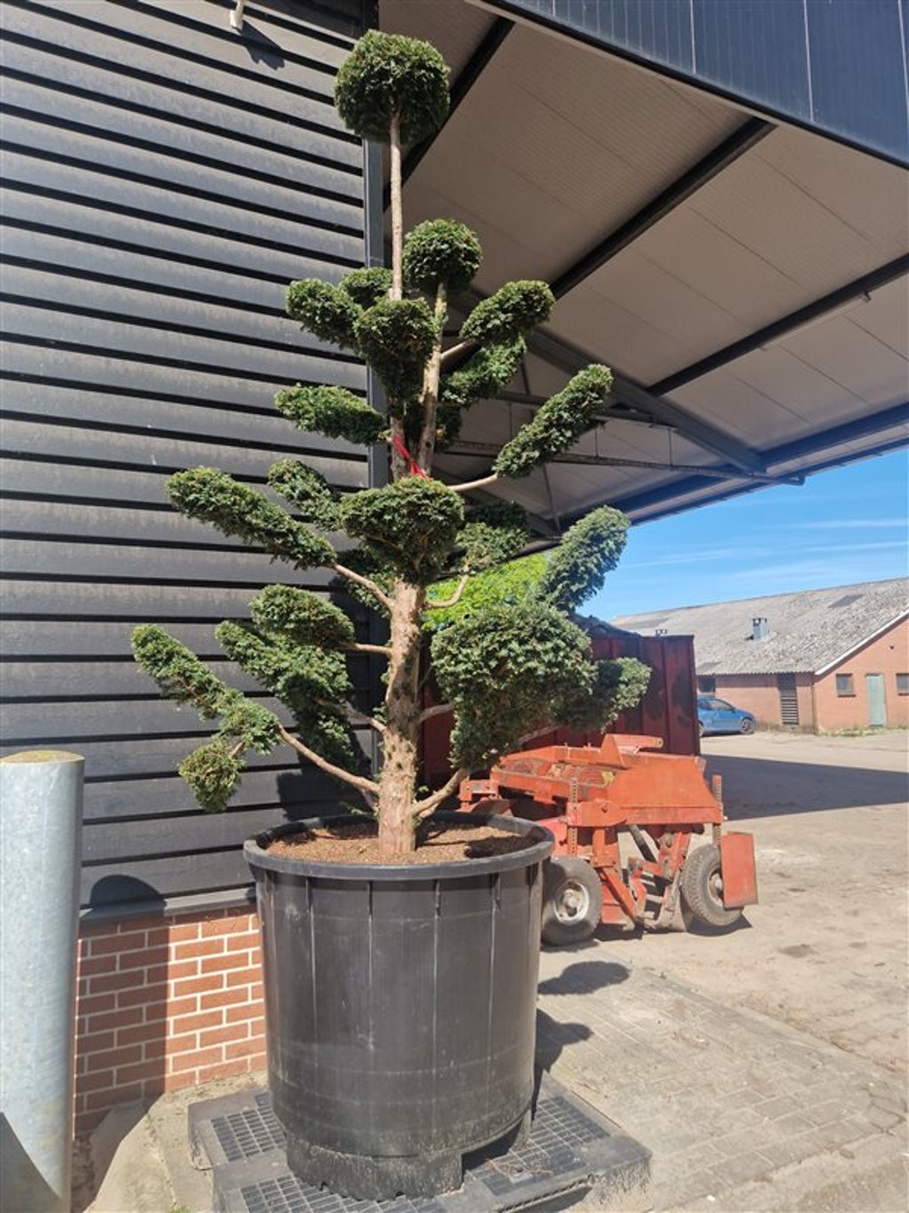 Taxus baccata - 325-350 CM Bonsai Cont.